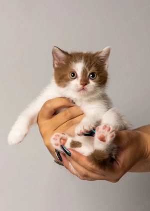 Fahéj bicolor brit röviszőrű cica - kép 2