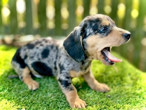 Fajtiszta törpe tacskó 2 fiú és 3 lány