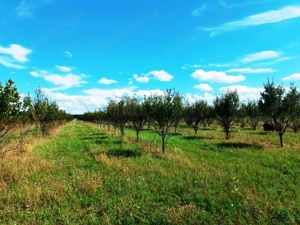 Eladó 15 HA mezőgazdasági terület Sződ határában!   - kép 16
