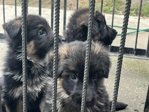 Német juhász németjuhász eladó kölyök szállítással is - kép 3