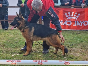 Német juhász németjuhász eladó kölyök szállítással is - kép 5