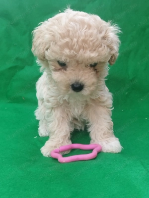 Maltipoo kislány  - kép 8