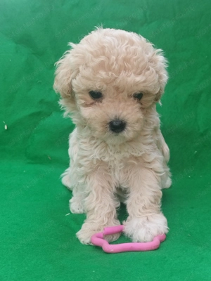 Maltipoo kislány  - kép 11
