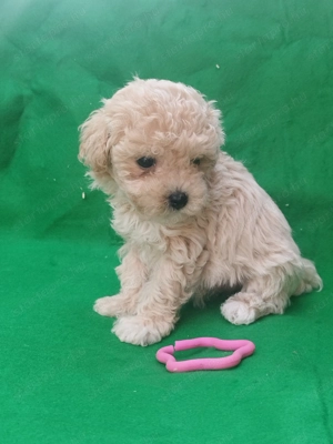 Maltipoo kislány  - kép 10