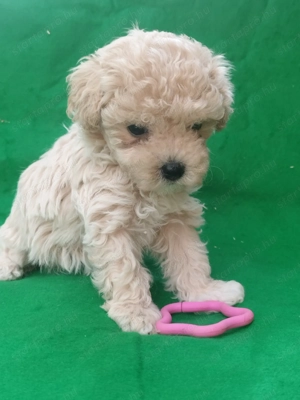 Maltipoo kislány  - kép 9