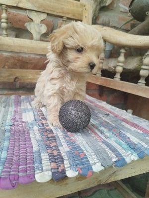 Maltipoo kislány  - kép 7