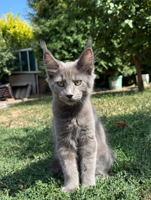 Eladó Törzskönyves Maine Coon kiscica hivatalos tenyészetből egészségi garanciával - kép 2
