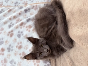 Eladó Törzskönyves Maine Coon kiscica hivatalos tenyészetből egészségi garanciával - kép 4