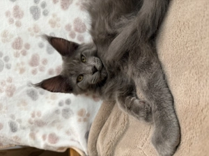 Eladó Törzskönyves Maine Coon kiscica hivatalos tenyészetből egészségi garanciával - kép 3