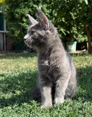 Eladó Törzskönyves Maine Coon kiscica hivatalos tenyészetből egészségi garanciával - kép 6