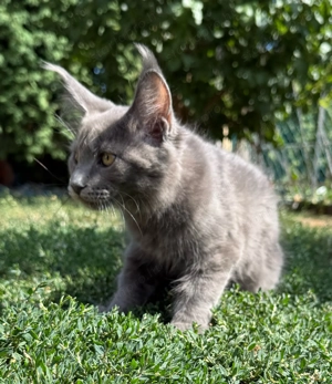 Eladó Törzskönyves Maine Coon kiscica hivatalos tenyészetből egészségi garanciával - kép 5