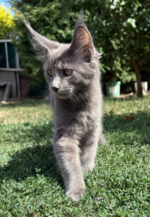 Eladó Törzskönyves Maine Coon kiscica hivatalos tenyészetből egészségi garanciával - kép 7