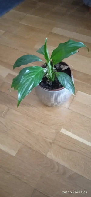 Szép vitorla virág eladó 