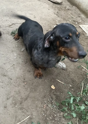 Tacskó kutyák elvihetők !