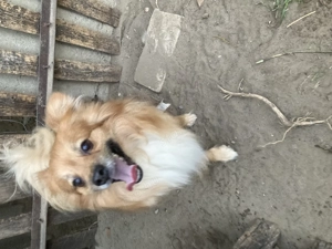 Spicc kutyák elvihetők!