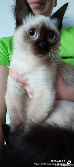 Ragdoll kiscicák lány és fiú, Seal point  - kép 3