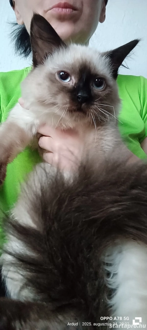 Ragdoll kiscicák lány és fiú, Seal point  - kép 2