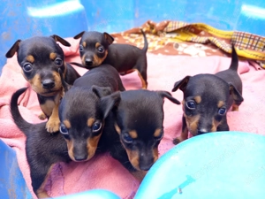 Törpe pincser kan kölykök - kép 3