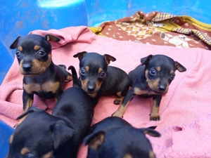 Törpe pincser kan kölykök - kép 6