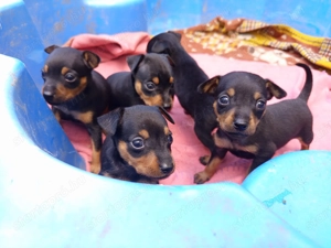 Törpe pincser kan kölykök - kép 2