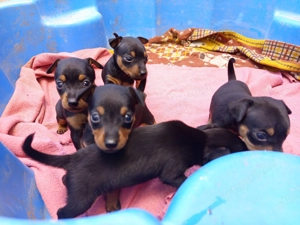 Törpe pincser kan kölykök - kép 4