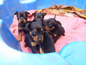 Törpe pincser kan kölykök - kép 5