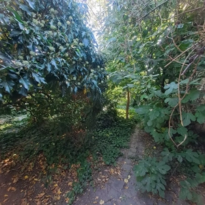  Monor központjától nem messze egyedi kialakítású, 160 m2 családi ház, 700 m2 botanikus kerttel - kép 16