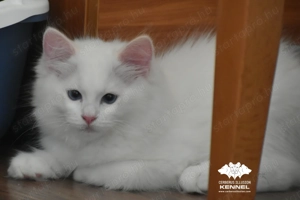 Különleges színű Ragdoll kiscica - Törzskönyvezett creme bicolor kandúr TENYÉSZTÉSRE - kép 5