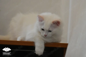 Különleges színű Ragdoll kiscica - Törzskönyvezett creme bicolor kandúr TENYÉSZTÉSRE - kép 4