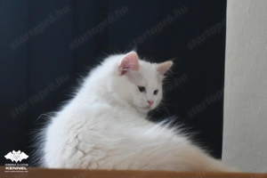 Különleges színű Ragdoll kiscica - Törzskönyvezett creme bicolor kandúr TENYÉSZTÉSRE - kép 6