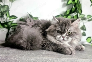  A Selkirk King tenyészetből eladó egy blue golden shaded Selkirk Rex hosszú szőrű kislány cica. - kép 7