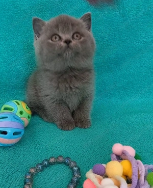 Kék brit rövidszőrű eladó cicák - kép 2