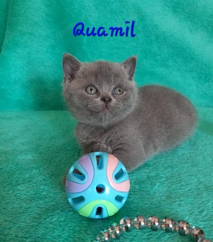 Kék brit rövidszőrű eladó cicák - kép 3