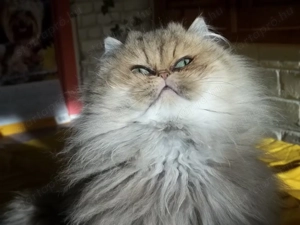 Arany csincsilla perzsa kandur eladó x - kép 2