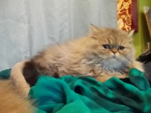 Arany csincsilla perzsa kandur eladó x - kép 4