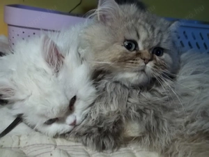 Arany csincsilla perzsa kandur eladó x - kép 3