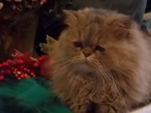 Arany csincsilla perzsa kandur eladó x - kép 5