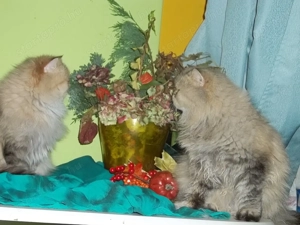 Arany csincsilla perzsa kandur eladó x - kép 6