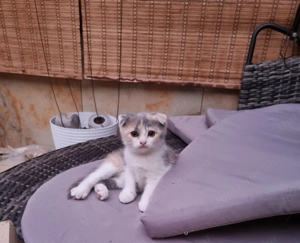 Tricolor skót lógófülű kislány 