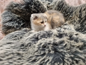 Tricolor skót lógófülű kislány  - kép 2