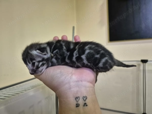 Prémium bengáli kiscicák - kép 11