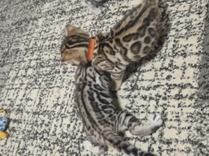 Prémium bengáli kiscicák - kép 6