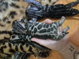 Prémium bengáli kiscicák - kép 9