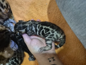 Prémium bengáli kiscicák - kép 8