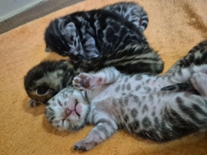 Prémium bengáli kiscicák - kép 7