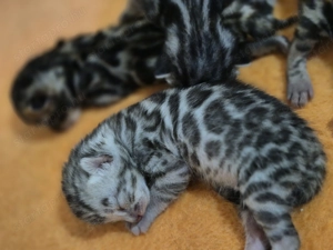 Prémium bengáli kiscicák - kép 10