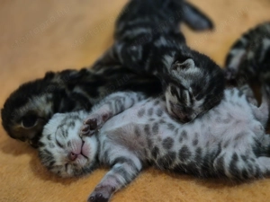 Prémium bengáli kiscicák - kép 12