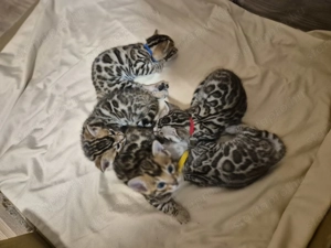 Prémium bengáli kiscicák - kép 5