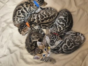 Prémium bengáli kiscicák - kép 3