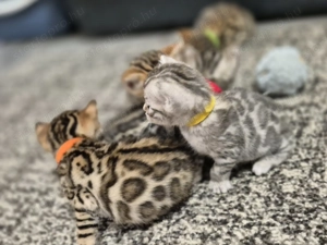 Prémium bengáli kiscicák - kép 2